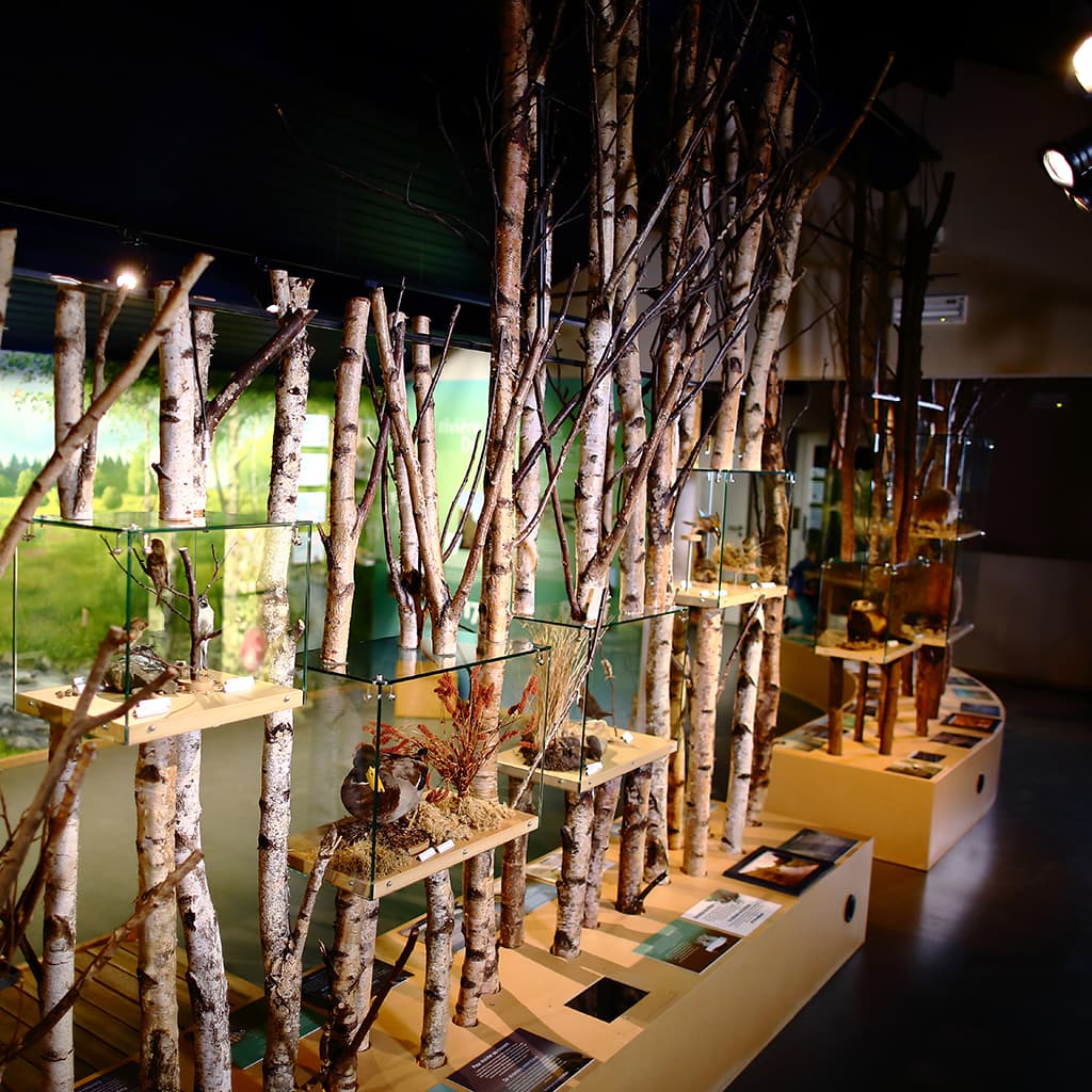 Musée de la Forêt et des Eaux à Spa - Wekty