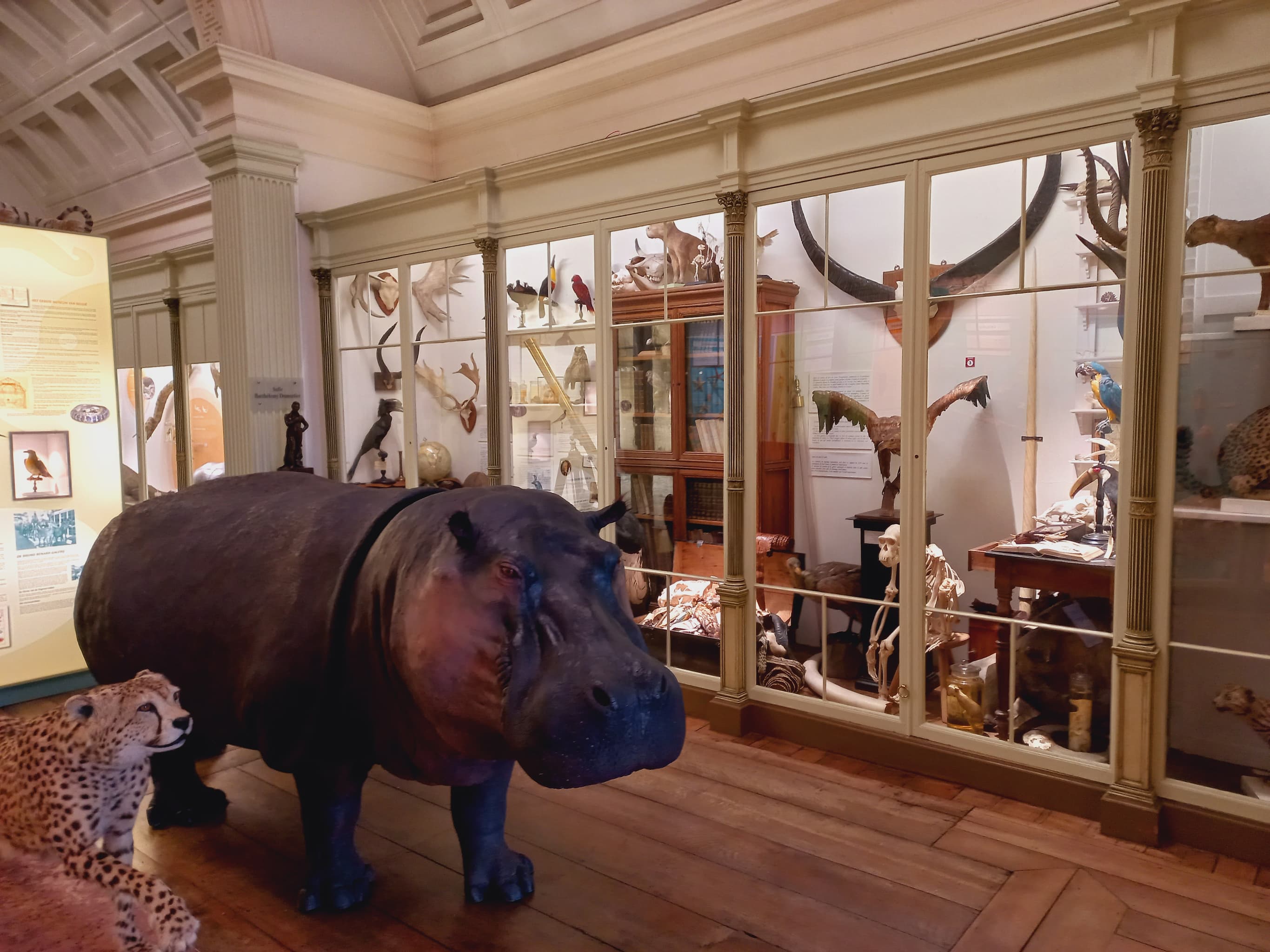 Musée d’Histoire naturelle et Vivarium à Tournai - Wekty