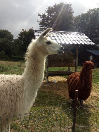 Animalaine en Belgique - Wekty