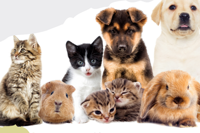 Journée du bien-être animal