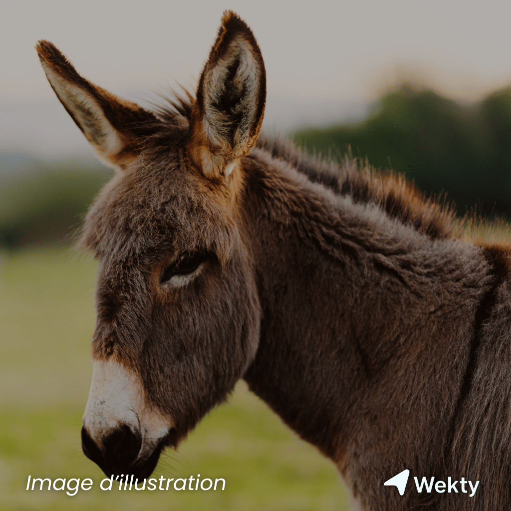La Ferme du Planois à Braine-Le-Comte - Wekty