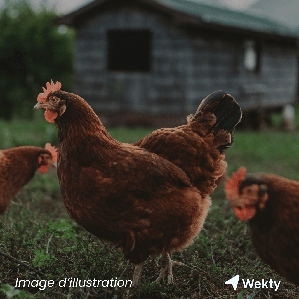 L’Escargotière de Warnant à Flobecq - Wekty