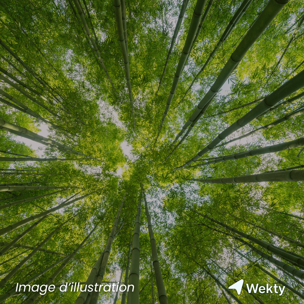Jardin Japonais d’Ostende à Ostende - Wekty
