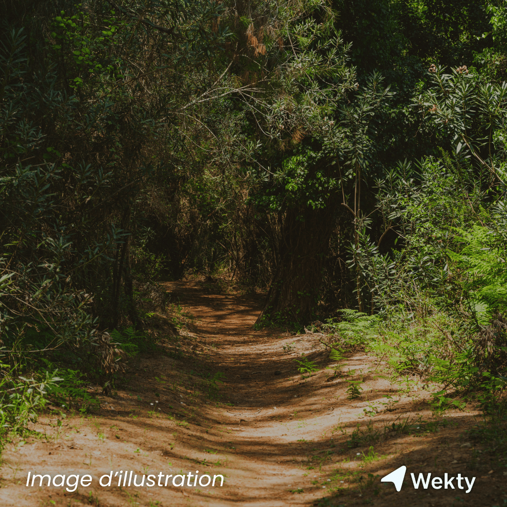 Bois de la Houssière à Braine-Le-Comte - Wekty